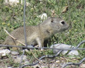 صورة لسنجاب سهل نهر سنيك الأرضي (Urocitellus idahoensis)