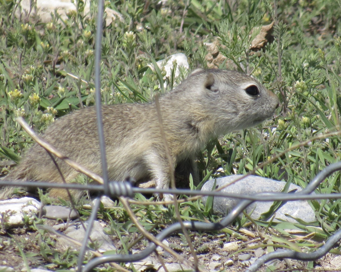 صورة لسنجاب سهل نهر سنيك الأرضي (Urocitellus idahoensis)