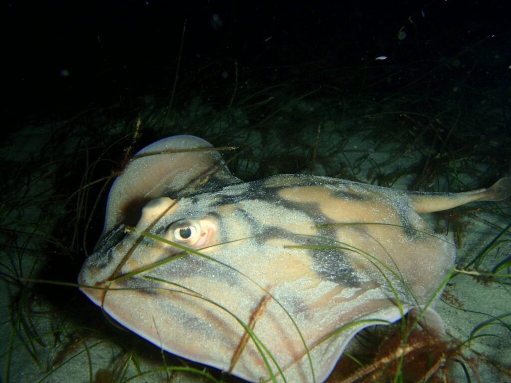 سمكة من فصيلة الراخيات المستديرة Urolophus cruciatus